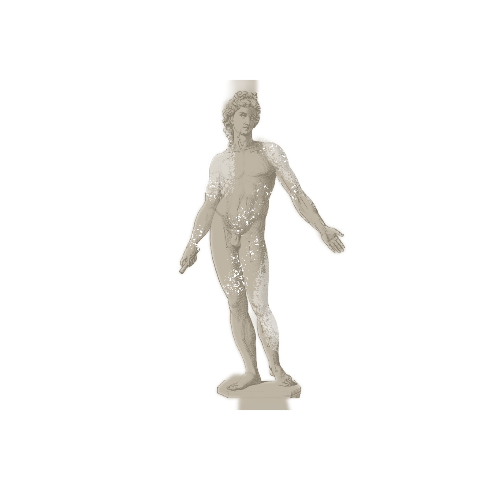 L'aile du corps — statue anatomique classique